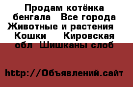 Продам котёнка бенгала - Все города Животные и растения » Кошки   . Кировская обл.,Шишканы слоб.